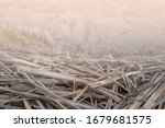 Small photo of Unwrought dried reed on the lake shore background.