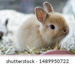 Brown Netherland dwarf rabbit. cute Brown bunny.
