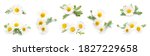 fresh chamomile flowers on... | Shutterstock . vector #1827229658
