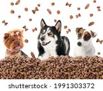 Cute Funny Dogs And Heap Of...