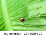Cute Ladybug On Wet Green Leaf