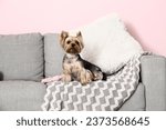 Small photo of Cute small Yorkshire terrier dog sitting on sofa in living room