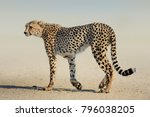Cheetah In A Dusty Kgalagadi...