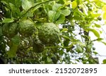 Small photo of Bergamots are fresh, bergamots with the leaves, Water drops on Bergamots, Vegetable and Herb or odoriferous, bergamot Thai fruits are fragrant and sour.