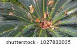 Cycadales Evergreen Leaves With ...