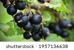 Small photo of Blackcurrant-a natural fighter against diseases. The tassels of this plant are a great storehouse of vitamins and other health-promoting substances. At the same time, they are a rich source of energy.