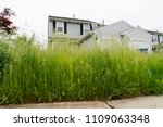 Very Tall Grass of Vacant Abandoned Town Home