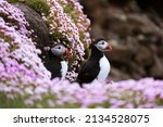 Two Atlantic puffins (Fratercula arctica) sitting on green grass with pink flowers, Treshnish Isles, Scotland