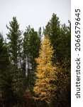Small photo of Tamarack and pine trees fall
