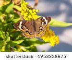 A Common Buckeye Butterfly ...