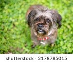 A Scruffy Mixed Breed Dog With...
