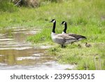 A pair of canada geese  branta...
