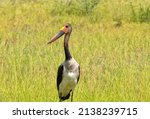 Saddleback Stork On Migration ...
