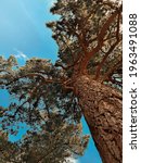 Small photo of A worm's eye view of an overarching tree with a clpudy blue sky.