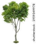 Small photo of Cut out green tree. Shrub isolated on white background. Cutout deciduous tree in summer. High quality image for professional composition.