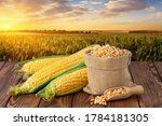 fresh corn cobs and dry seeds in bag on wooden table with green maize field on the background. Agriculture and harvest concept. Sunset or dawn