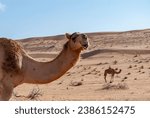 Small photo of Close-up of a dromedary in the wild in the area called Wahiba Sands, in the Omani Arabian desert.