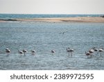 Small photo of Flamingos in Khor Rori Lagoon, near Salalah, southern Oman.