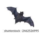 Bat with spread wings isolated...