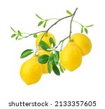 Lemon With Green Leaves And...
