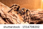 Small photo of big spider brachypelma smitty sitting on a tree bark