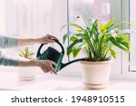 Cropped shot of women's hands watering a house plants in flowerpots with a green watering can on the windowsill. Interior. Sunny day