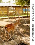 Small photo of Sika deer, deer, pack leader, horned deer, nature reserve, animals, deer herd, animals, wildlife, omission, herbivores, herd of animals, large animal