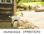 Small photo of Goat, gray goat, pack leader, horned goat, nature reserve, animals, herd of goats, animals, wildlife, omission, herbivores, herd of animals, large animal