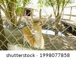 Small photo of Sika deer, deer, pack leader, horned deer, nature reserve, animals, deer herd, animals, wildlife, omission, herbivores, herd of animals, large animal