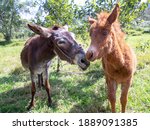 Small photo of Portrait of a she-donkey and a hinny on a field near the colonial town of Villa de Leyva, in the central Andean Mountains of Colombia.