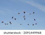 Flock Of Queltehue In The...