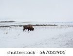 American Bison In The Snow On A ...