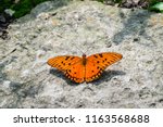 Gulf Fritillary Butterfly...