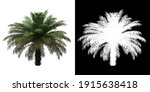 front view of date palm tree.... | Shutterstock . vector #1915638418