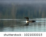 Loon Swimming On Lake In The...