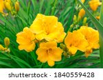 Yellow Flowers Of The Daylily...