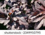 Small photo of The purple leaves of the Diablo vesicle plant. Background texture