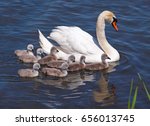 Swan with chicks, Cygnus olor