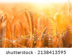 Rising Wheat Prices In Europe...