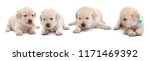 Young Labrador Puppies With...