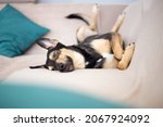 Small photo of Pretty funny hound dog sleeping on a sofa