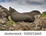Small photo of Circumstantial I am sure, but you do wonder...the position the seal has adopted is suggestive of it making a very poor attempt at blending in with the surroundings