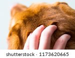 Small photo of Close up look of hand petting brown red fox Labrador retriever dog. Touch, pat and scratch treat, with hand over the top of its head. Top view of dog head gentle massage fondle on dog fur