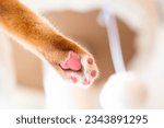 Small photo of pink soft paw pads of ginger cat on Plush Perch Cat Tree Condo Tower Beige color. Playful orange tabby kitty on cozy pet space with hanging fur ball toy for background close up toe bean say hello