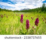 Small photo of Dense group of purple broad-leaved marsh orchids in a meadow around alpine lake Clot Foiron, in Cesana Torinese, Piedmont, Italy
