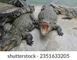Crocodile animal zoo thailand...