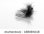 Black And White Feather With...