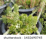Small photo of Rattail cactus or disocactus flagelliformis in flower pot decorate in garden with nature background.