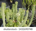 Small photo of Rattail cactus or disocactus flagelliformis in flower pot decorate in garden with nature background.
