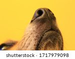 Close up of a dog's nose sniffing the air on a yellow background.
